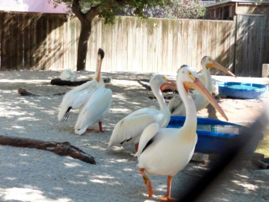 Seaside Seabird Sanctuary
